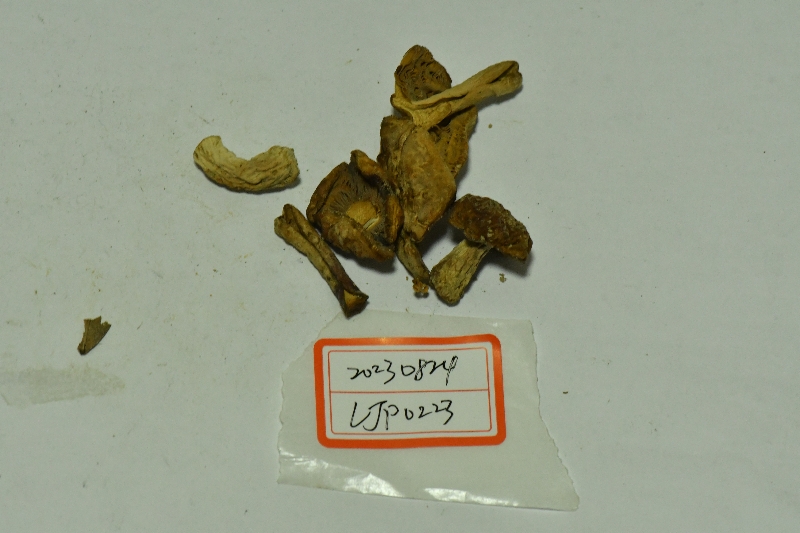 近黑紫红菇