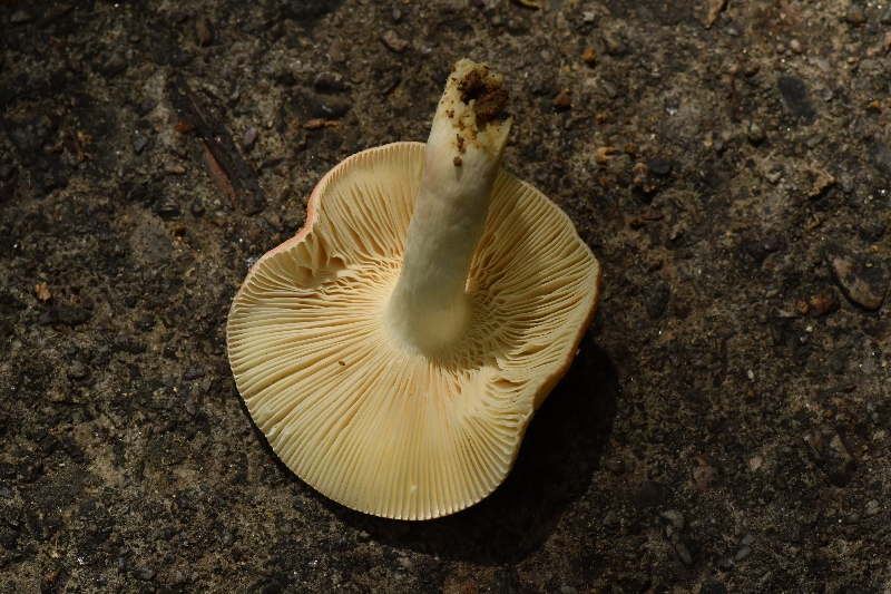 鳞盖红菇