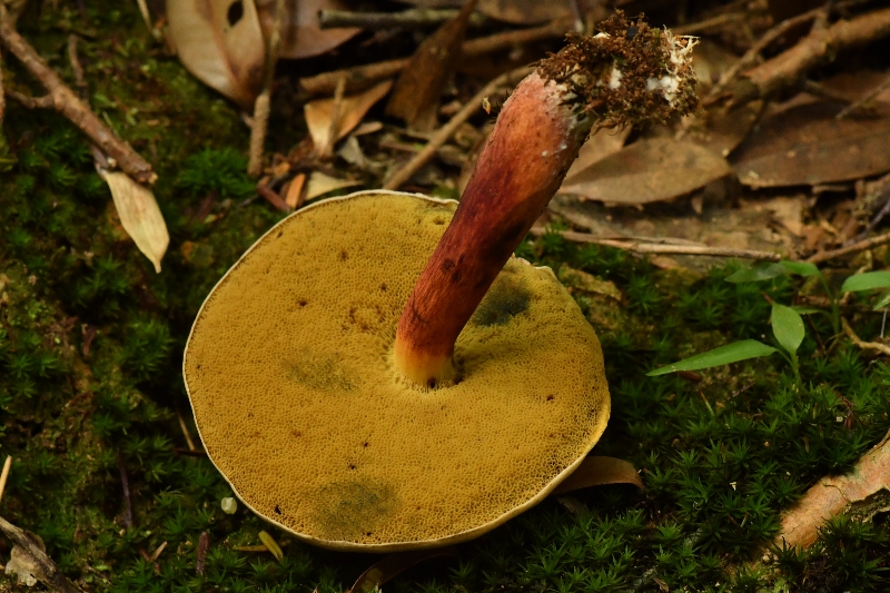 隐纹条孢牛肝菌