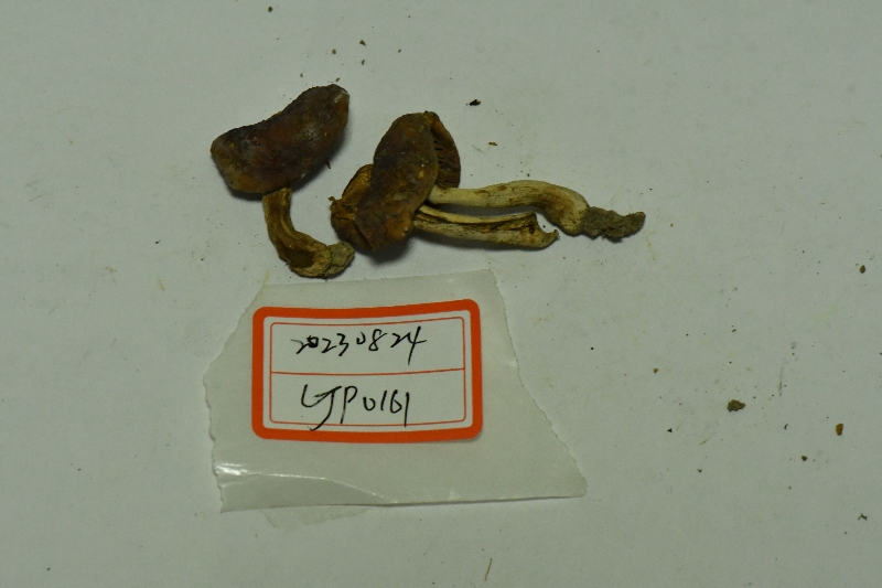 鳞盖红菇