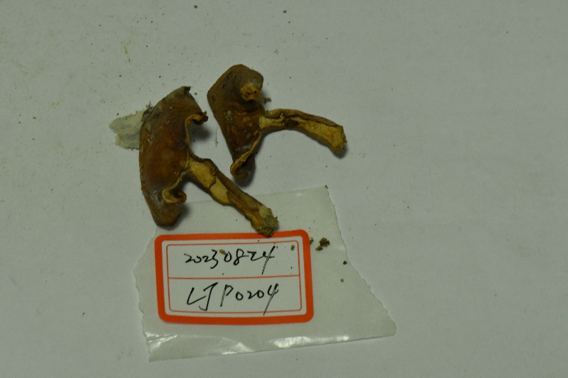 近黑紫红菇