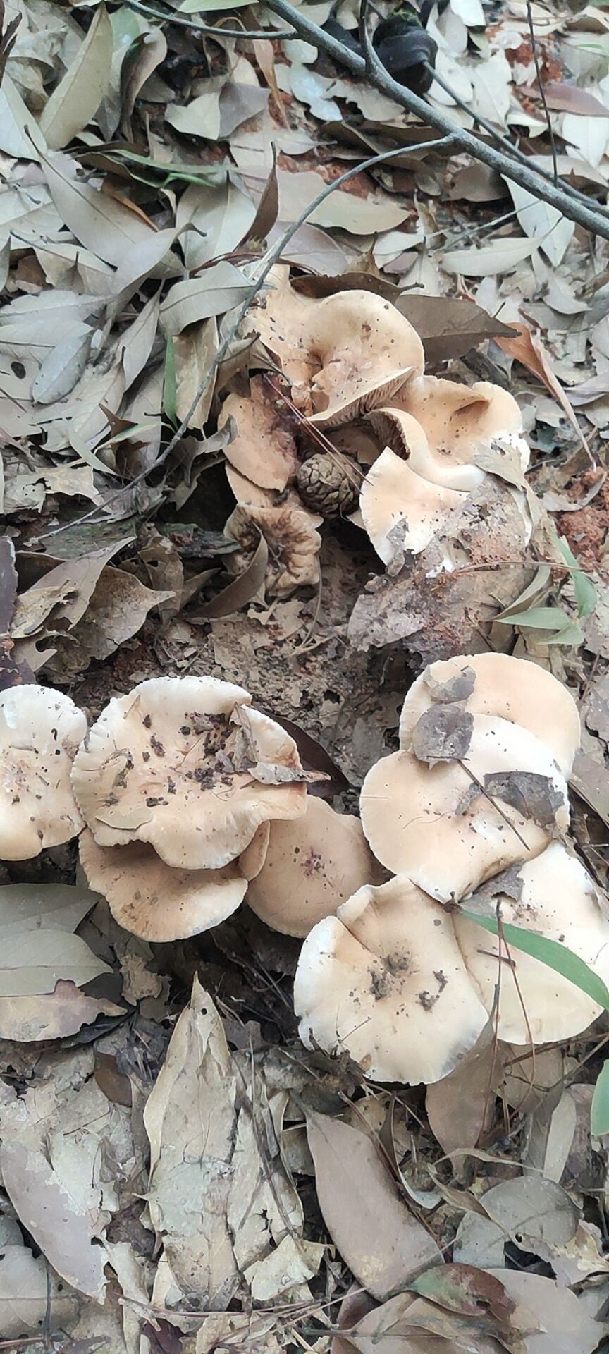 滑锈伞