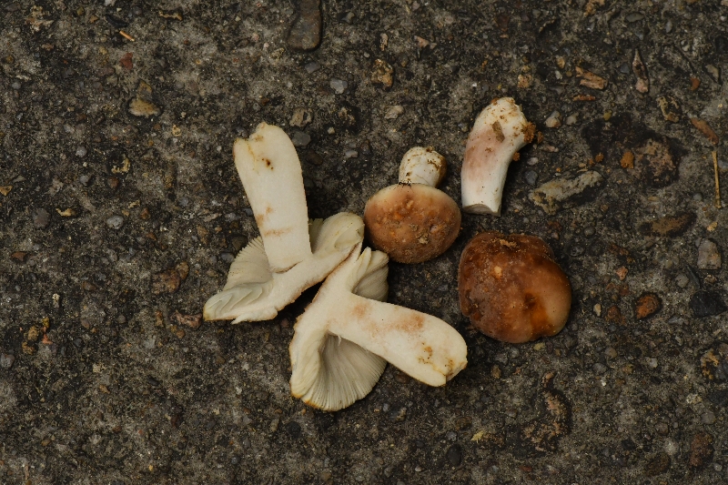 近黑紫红菇