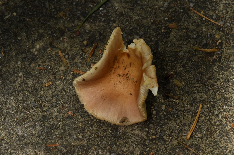 近桂黄红菇
