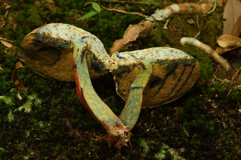 隐纹条孢牛肝菌