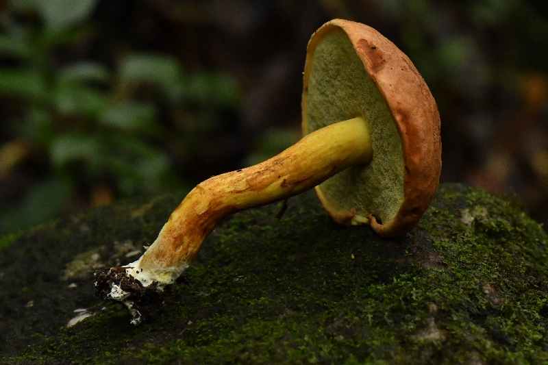 异味牛肝菌