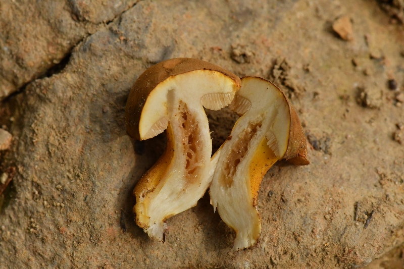 黄盖粉孢牛肝菌