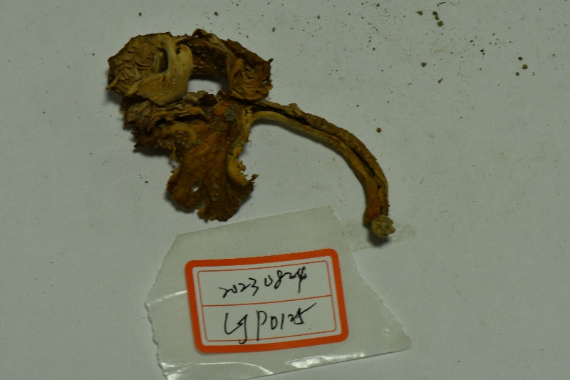 红菇属