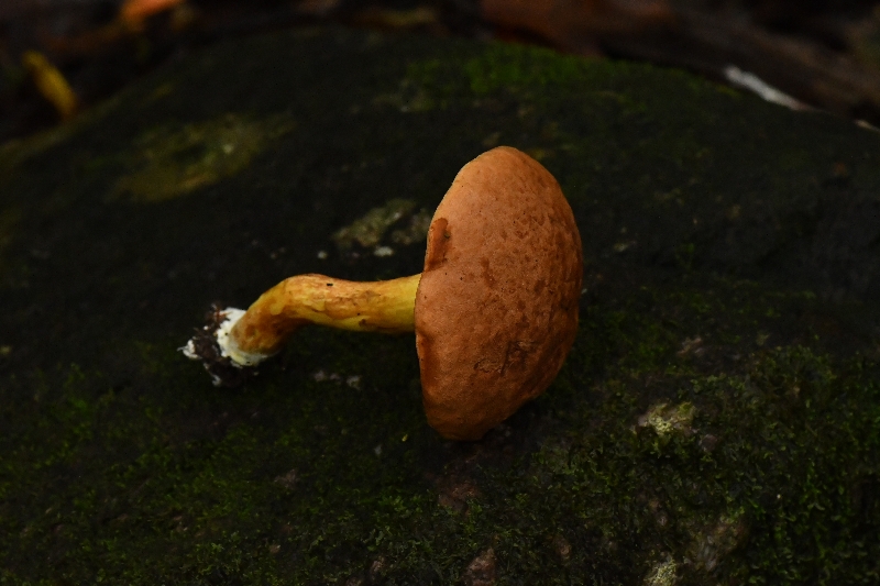 异味牛肝菌