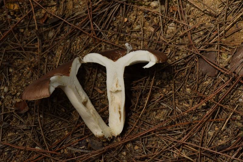 近黑紫红菇