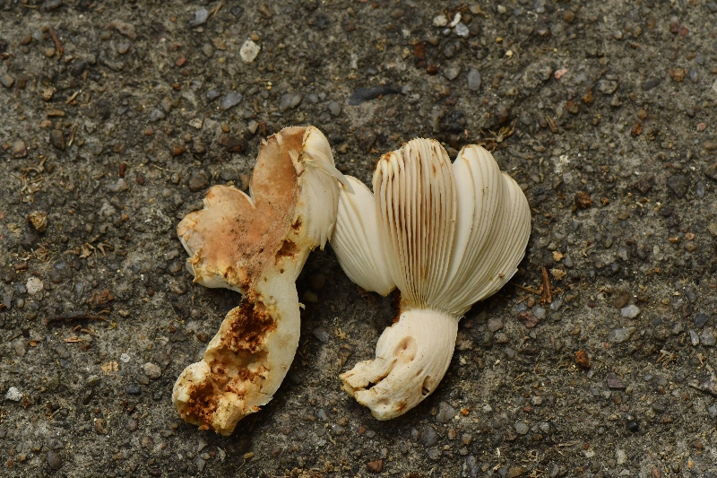 近桂黄红菇