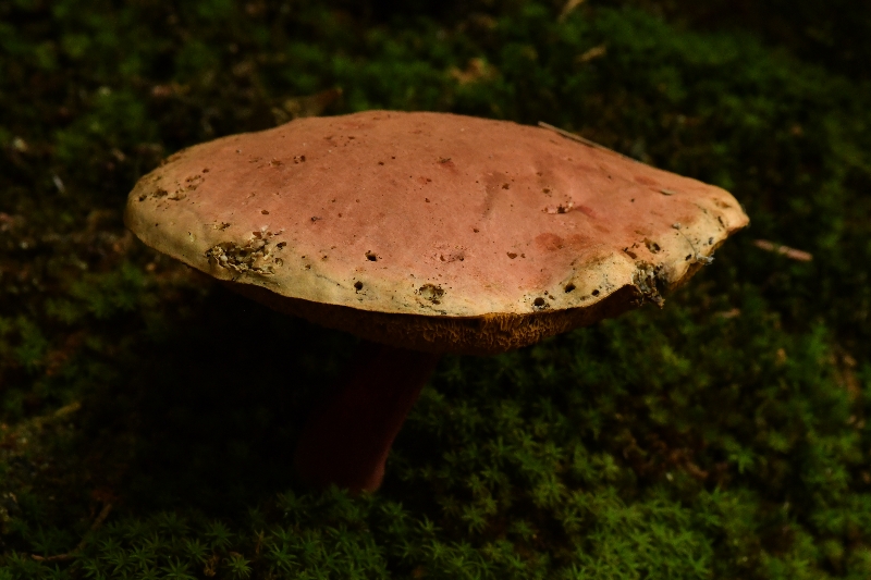 隐纹条孢牛肝菌