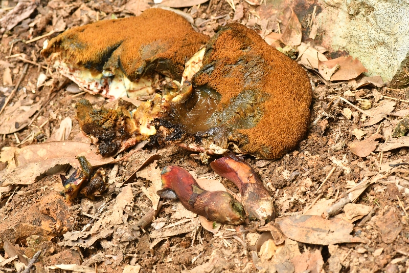 隐纹条孢牛肝菌