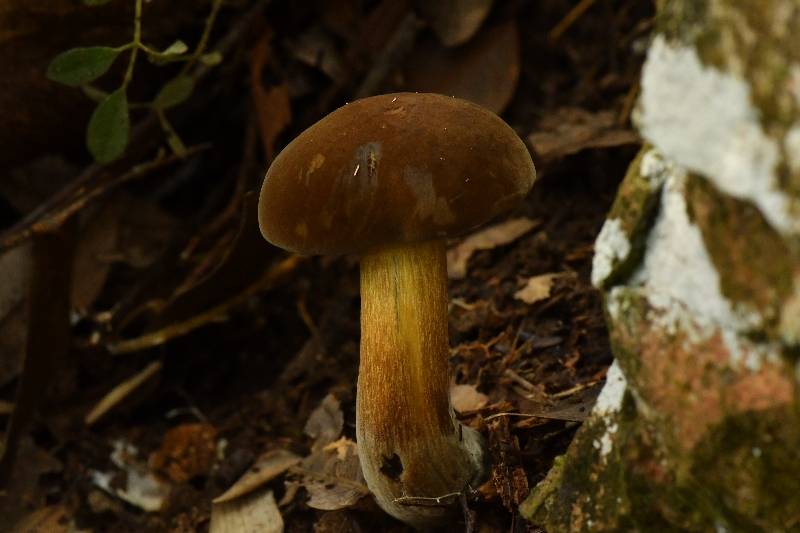 细绒新牛肝菌