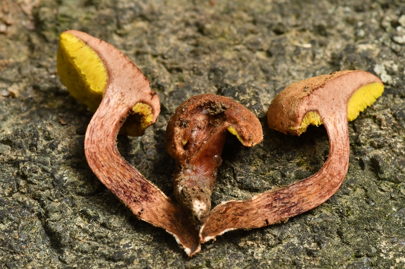 复孔金牛肝菌