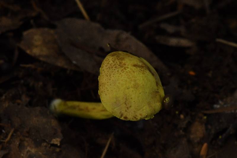 褐斑粉末牛肝菌