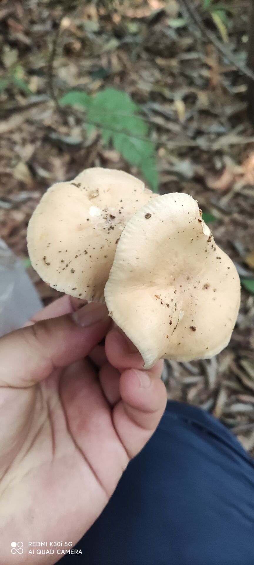 滑锈伞