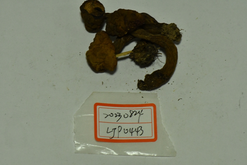 细绒新牛肝菌