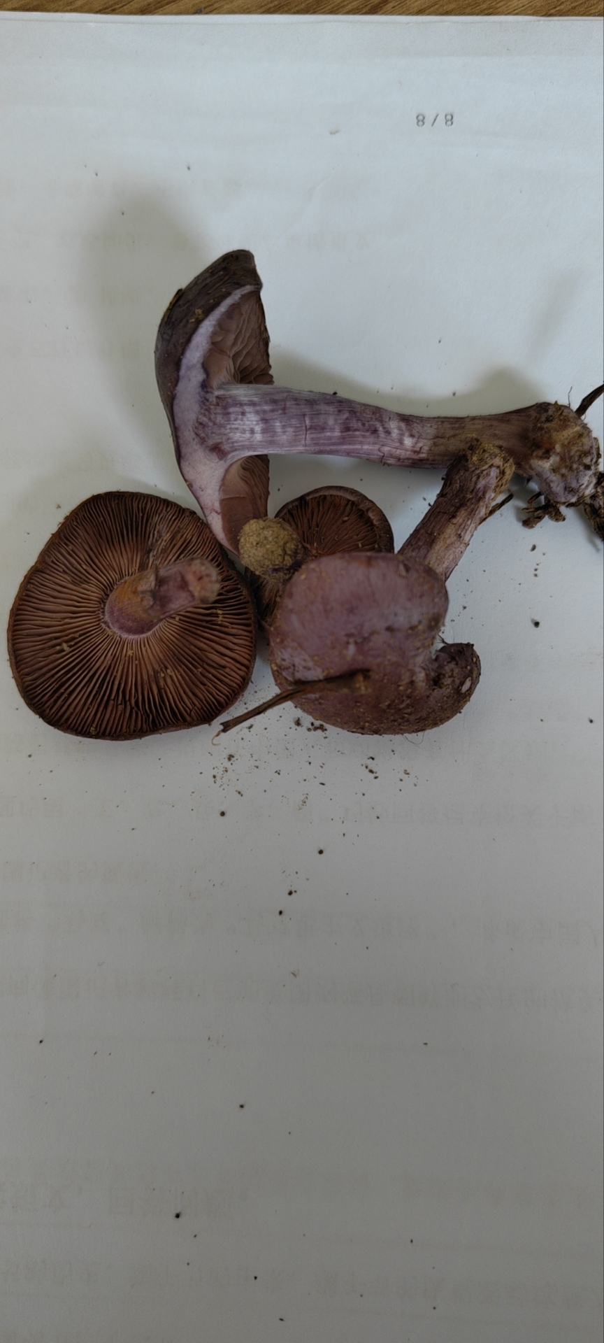 萨氏丝膜菌属