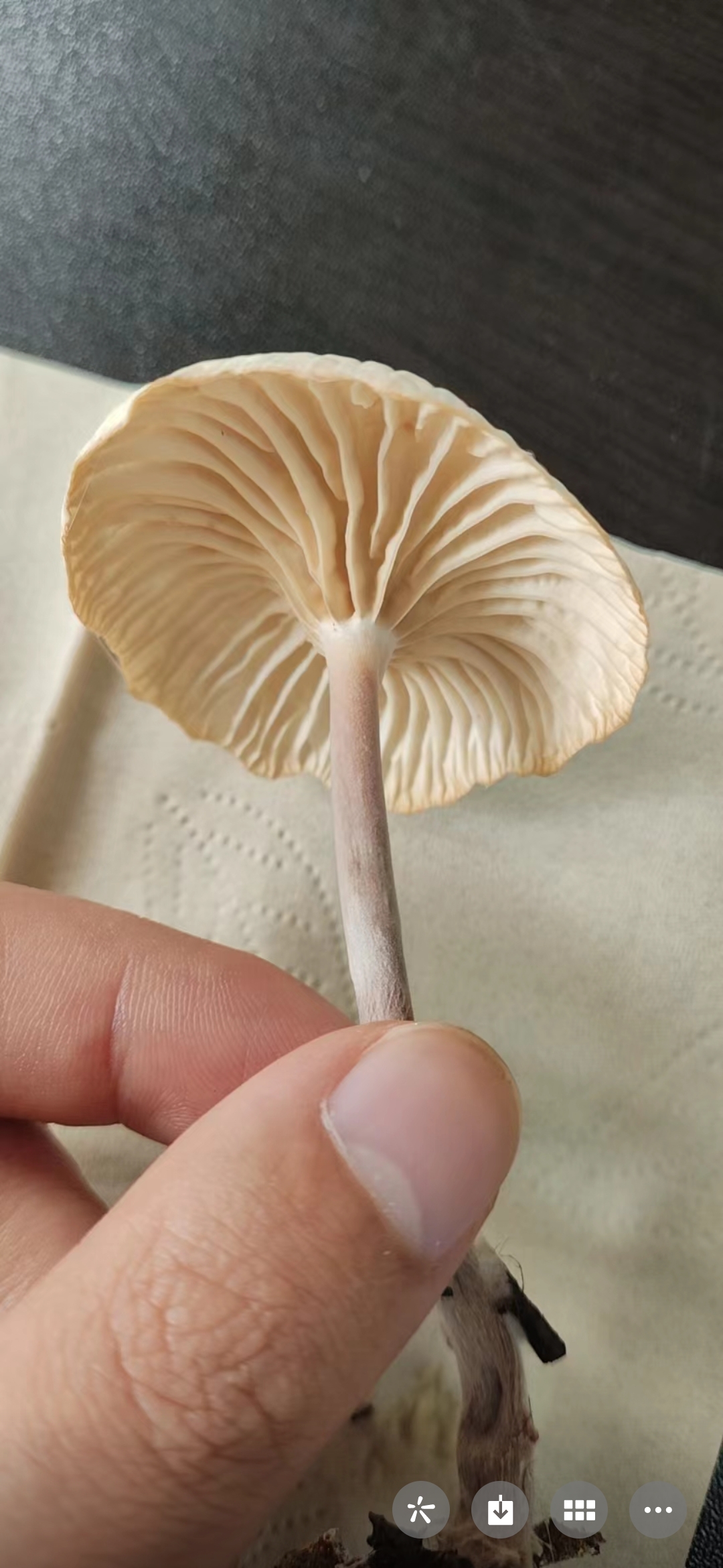 标本照片