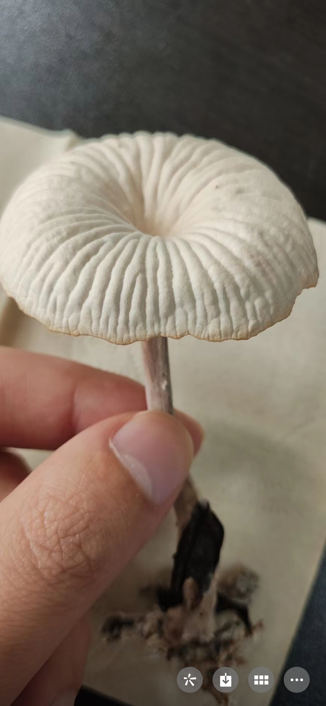 标本照片