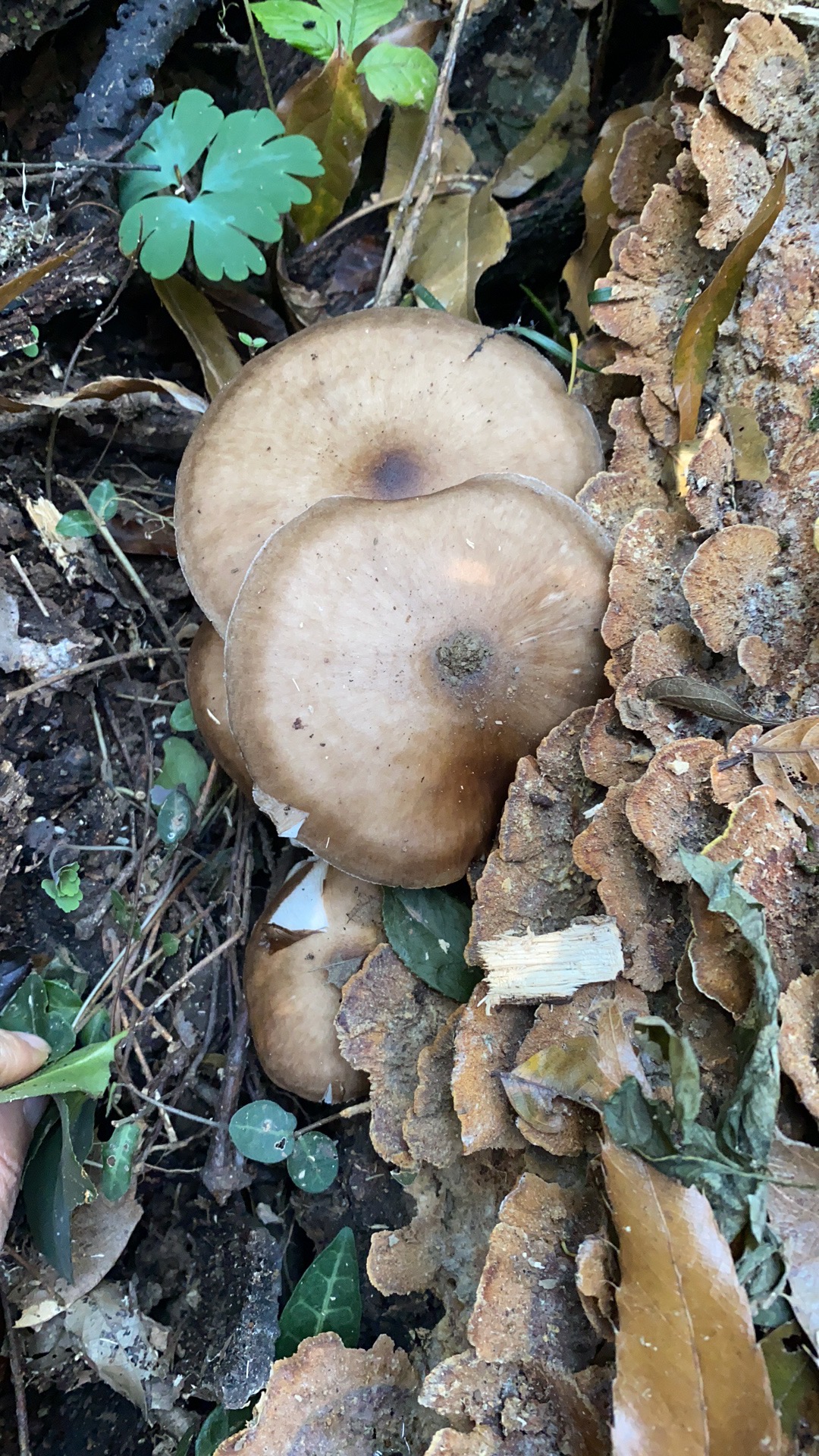 灰光柄菇