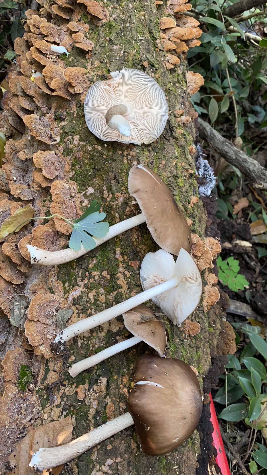 灰光柄菇