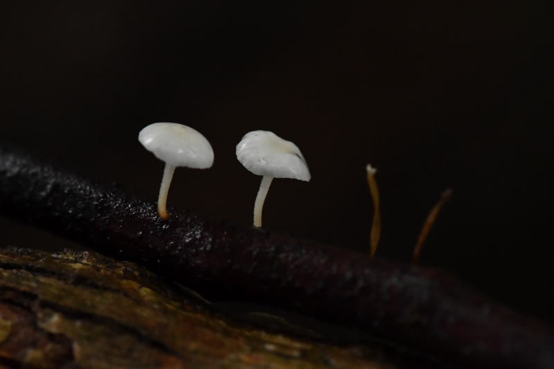 小皮伞