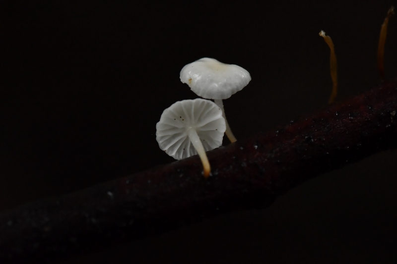 小皮伞