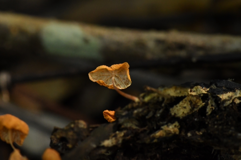 黄色小皮伞