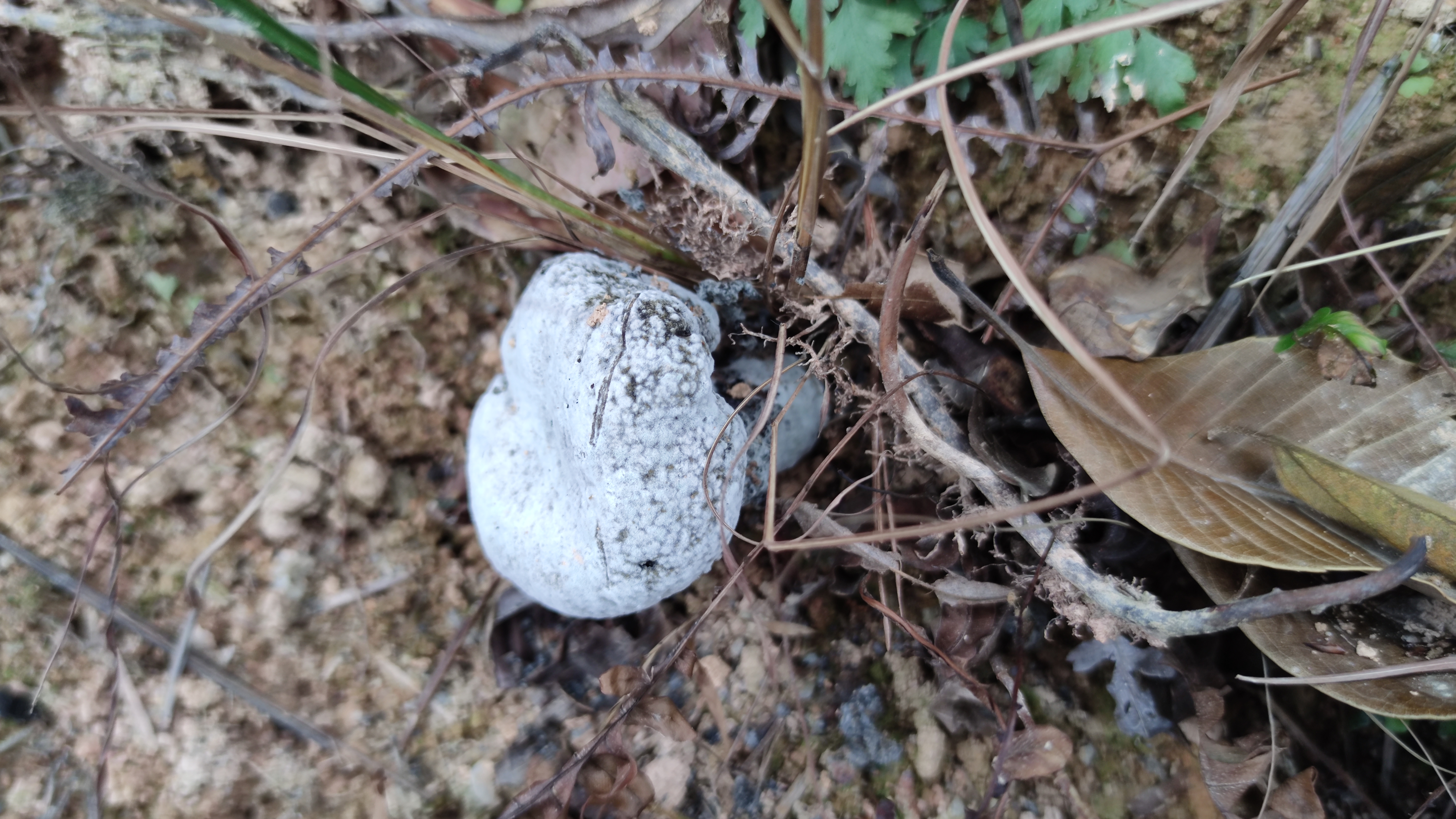 金孢菌寄生