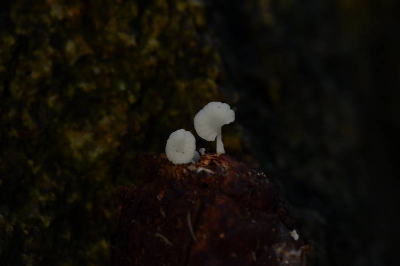 脂小菇