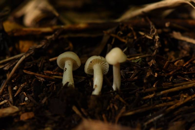 拱顶菇属