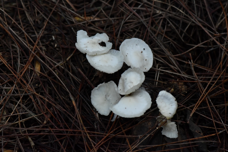 芸苔裸脚伞近缘种