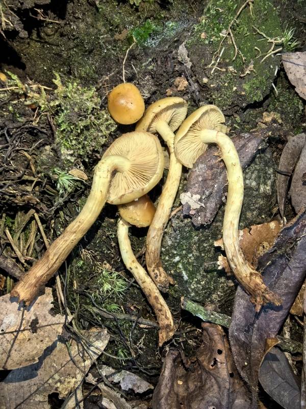 鉴定失败