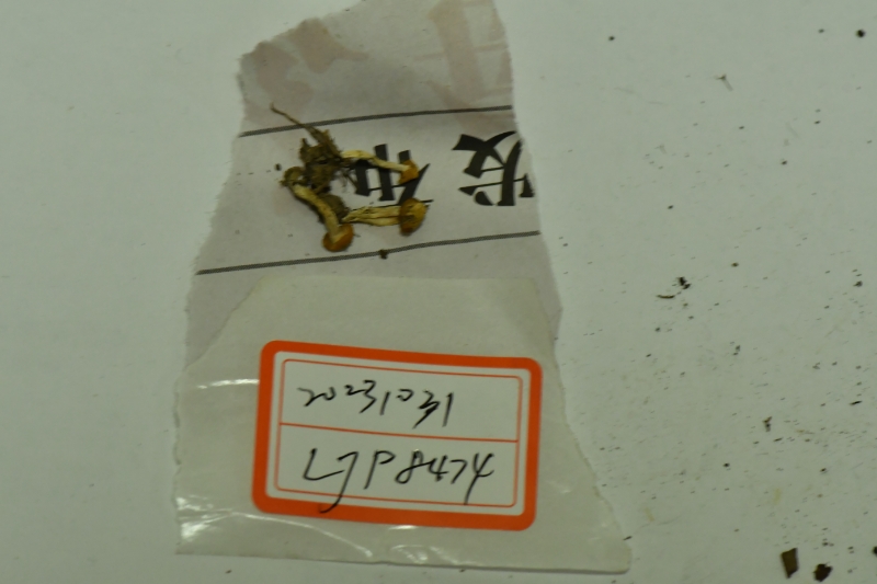 拱顶菇属