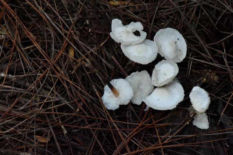 芸苔裸脚伞近缘种