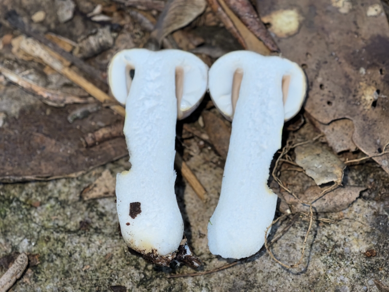 红菇