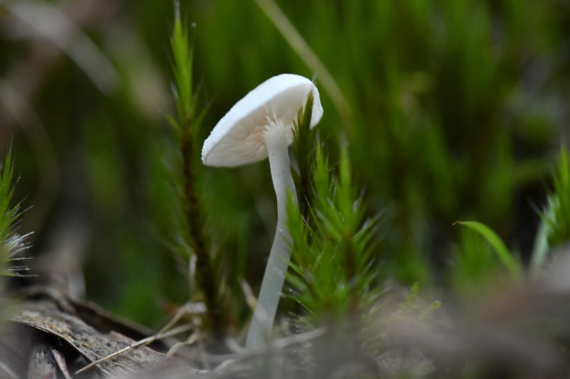 粉褶菌