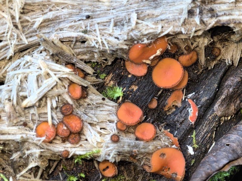 盘菌