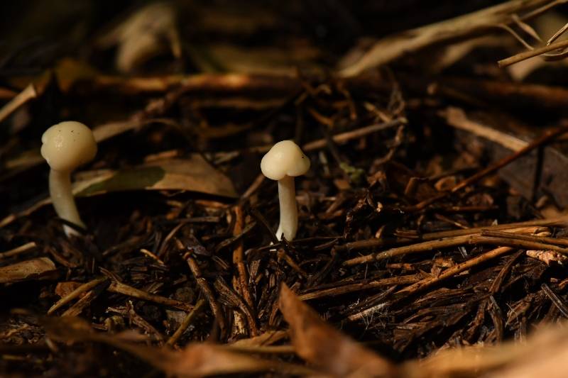 拱顶菇属