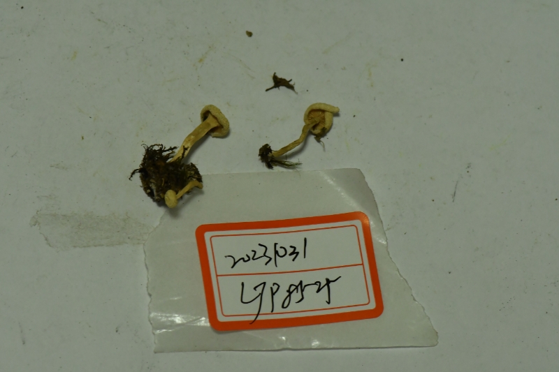 杯伞