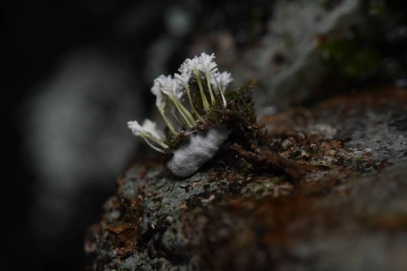 高雄山虫草