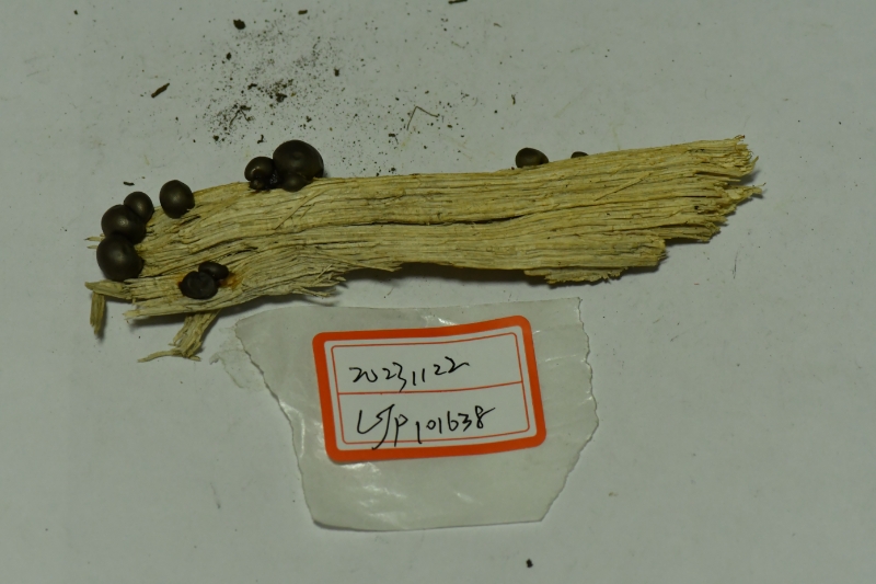 大粉瘤菌