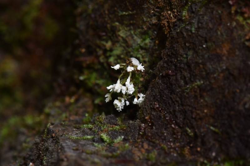 高雄山虫草