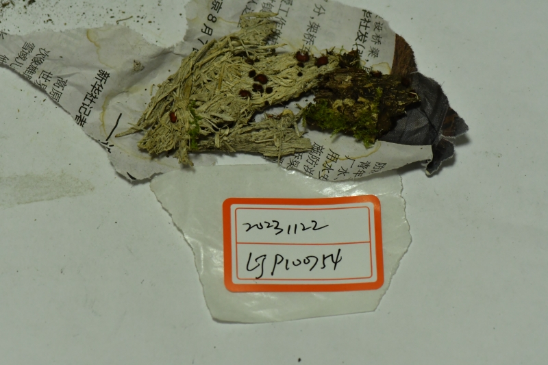 盘菌