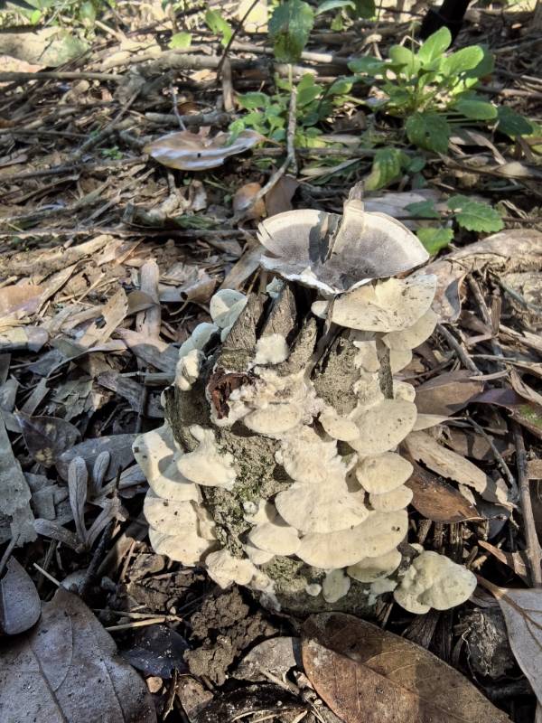 烟管菌