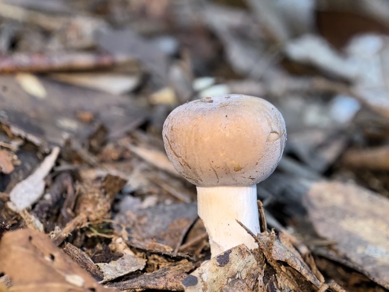 红菇