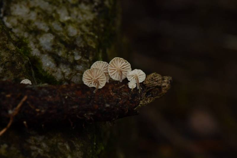 拟金钱菌一种