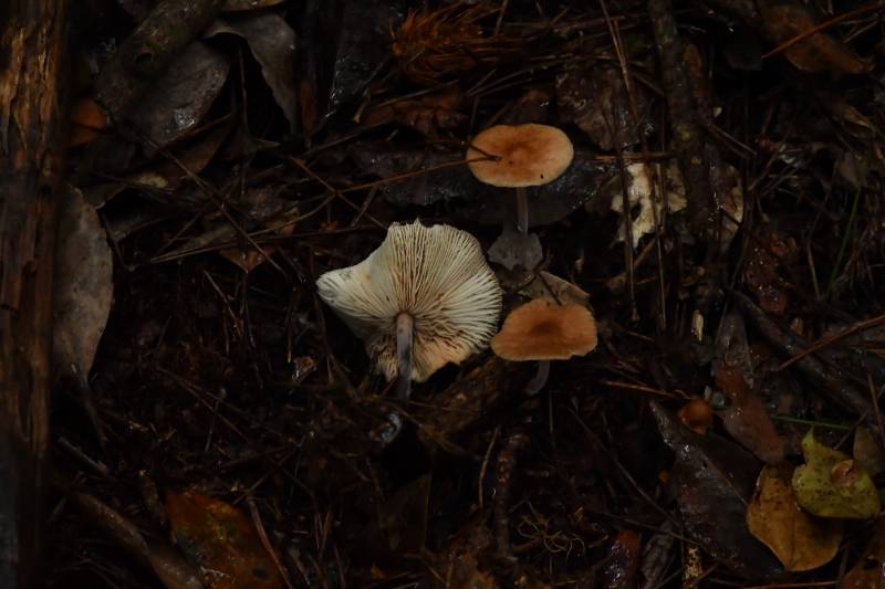 绒毛柄拟金钱菌